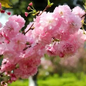 ӣɴĺӣ֮