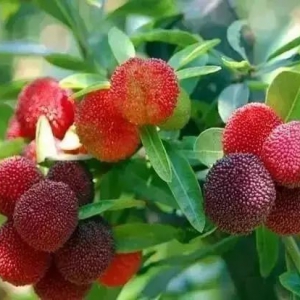 ԼΦ÷ˣ𡫡